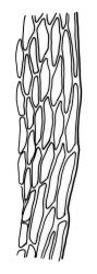 Bryum sauteri, mid laminal cells at margin. Drawn from J.T. Linzey s.n., Aug. 1972, CHR 413356.
 Image: R.C. Wagstaff © Landcare Research 2015 